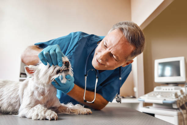 Best Weekend Emergency Dentist in Burney, CA
